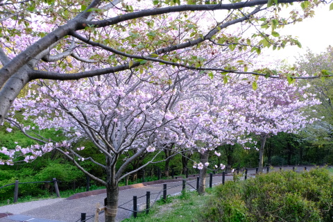 Sakura23067.jpg