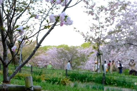 Sakura23072.jpg