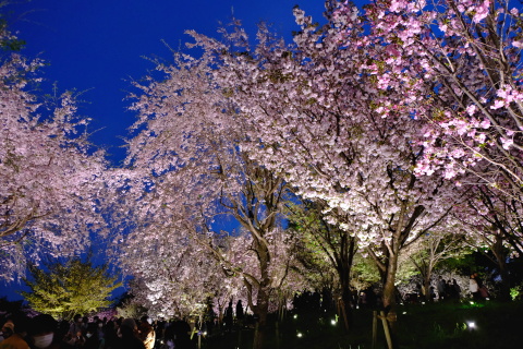 Sakura23073.jpg