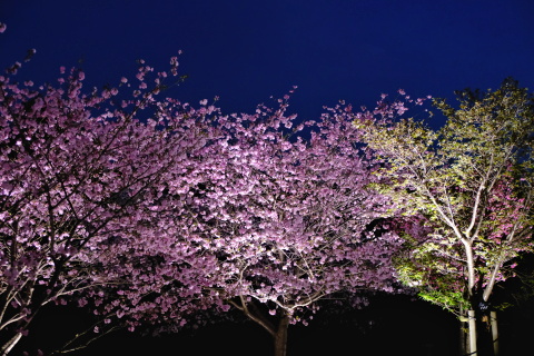 Sakura23075.jpg